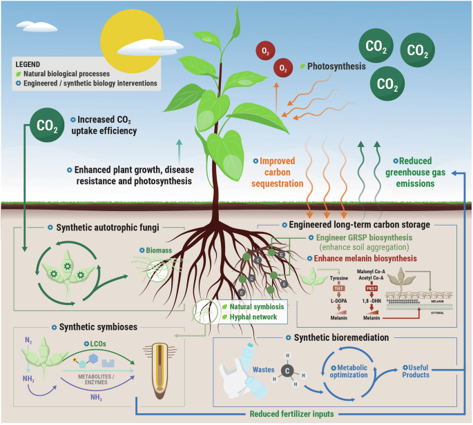 In the synthetic biology era, engineered fungi could mitigate carbon dioxide emissions and enhance environmental resilience - Nature image