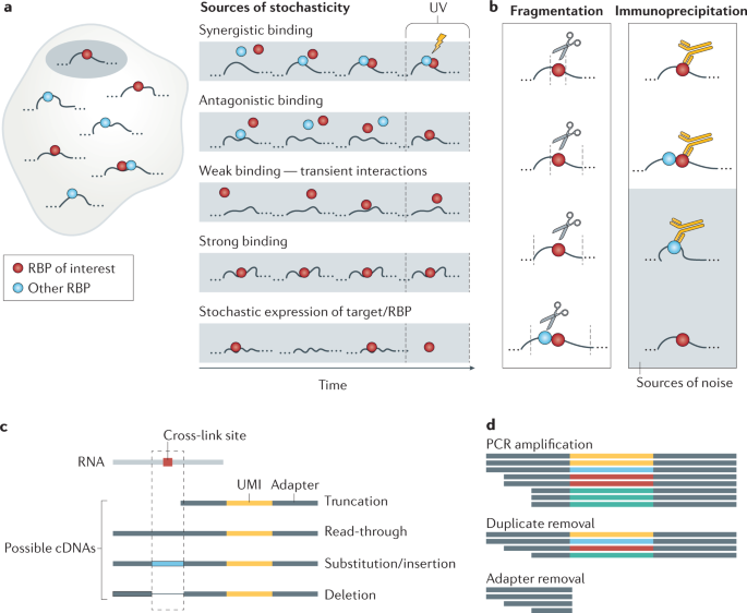 CLIP and complementary methods | Nature Reviews Methods Primers