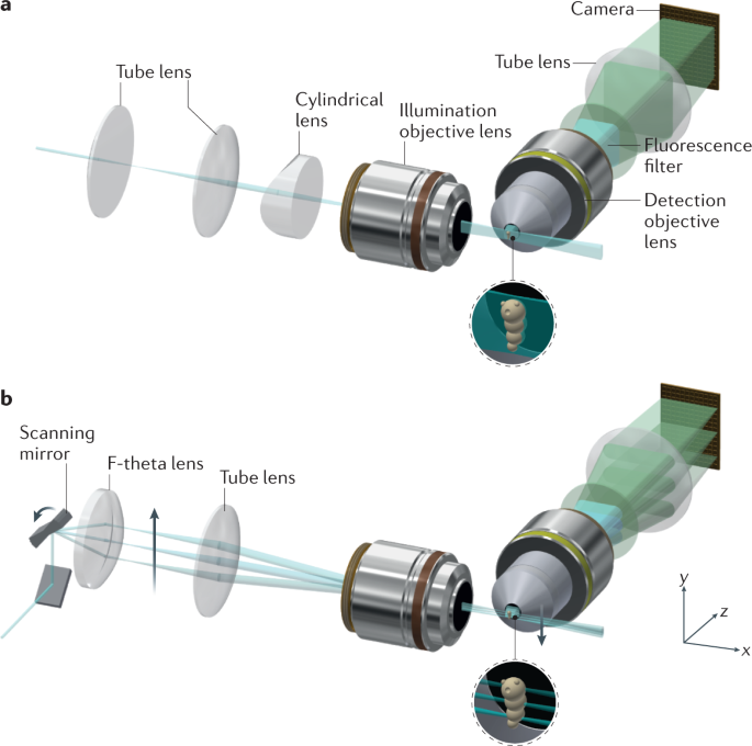 Light sheet fluorescence microscopy | Nature Reviews Methods Primers