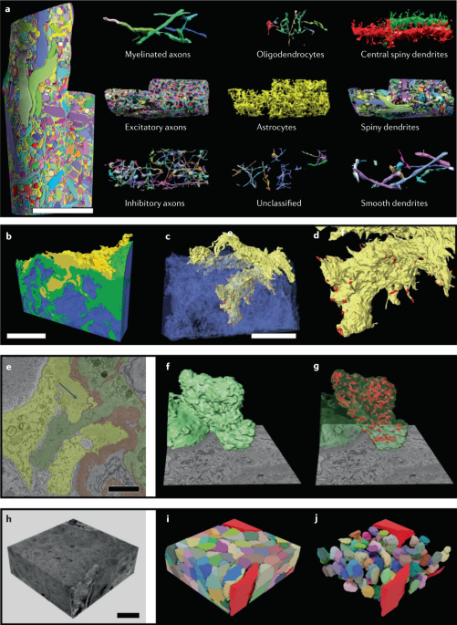 Electron microscopy of stretch-grown axons. Scanning electron