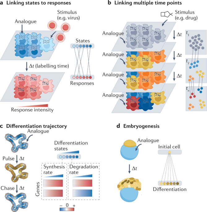 Expanding the Scope of RNA Metabolic Labeling with Vinyl