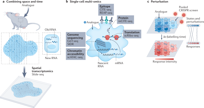 Expanding the Scope of RNA Metabolic Labeling with Vinyl