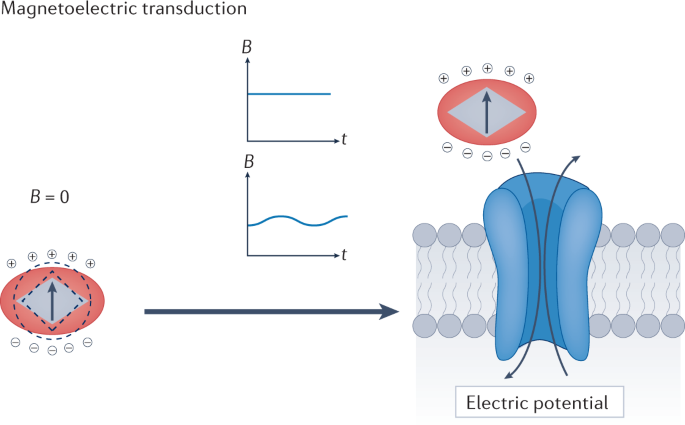 electromagnetism - Induction cooking: why ferromagnetic pan? - Physics  Stack Exchange