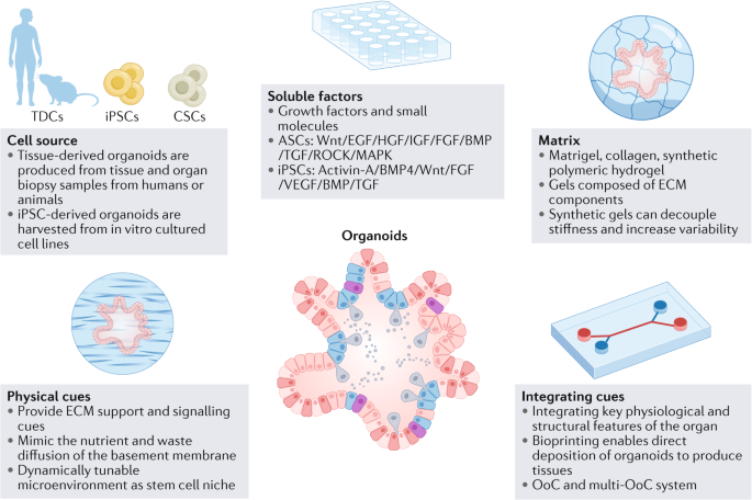 A review of current trends in three-dimensional analysis of left