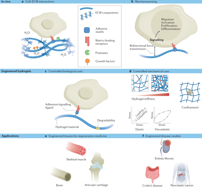Engineered hydrogels for mechanobiology | Nature Reviews Methods