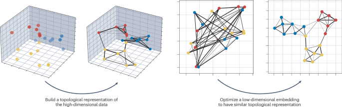 Uniform manifold approximation and projection | Nature Reviews Methods ...
