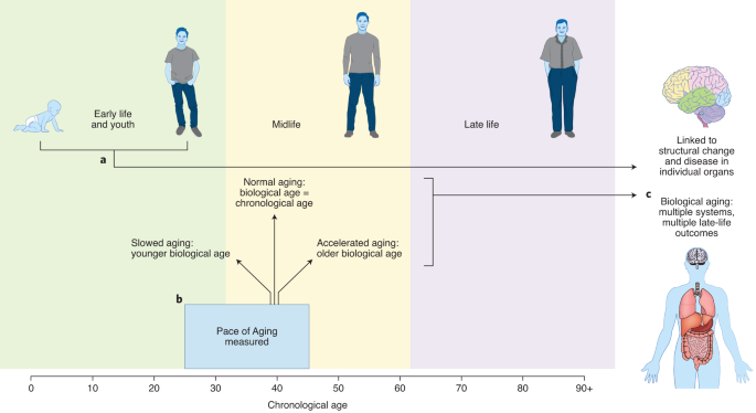 Youthfulness Begins In Youth Nature Aging