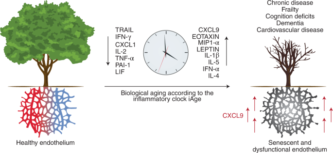 An inflammatory clock for healthy aging | Nature Aging