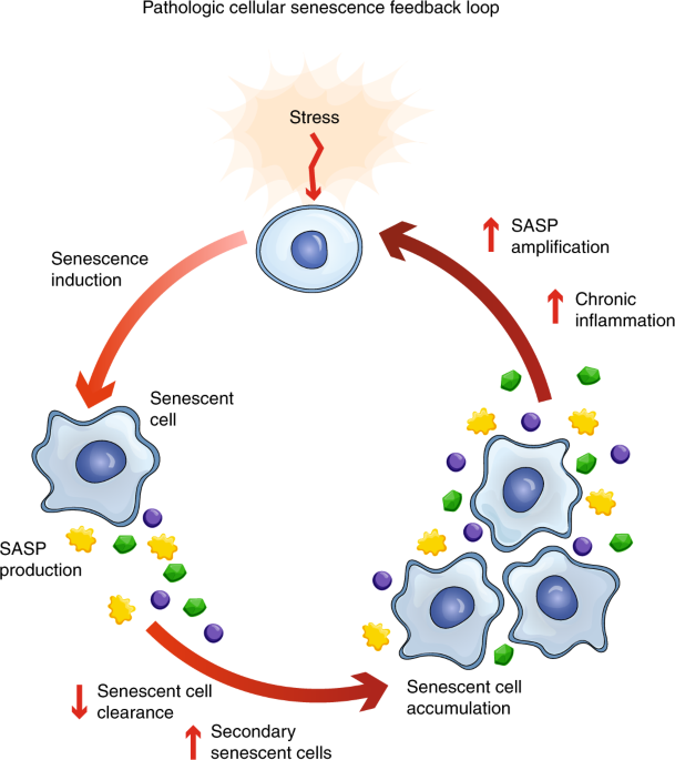 Strategies for targeting senescent cells in human disease | Nature Aging