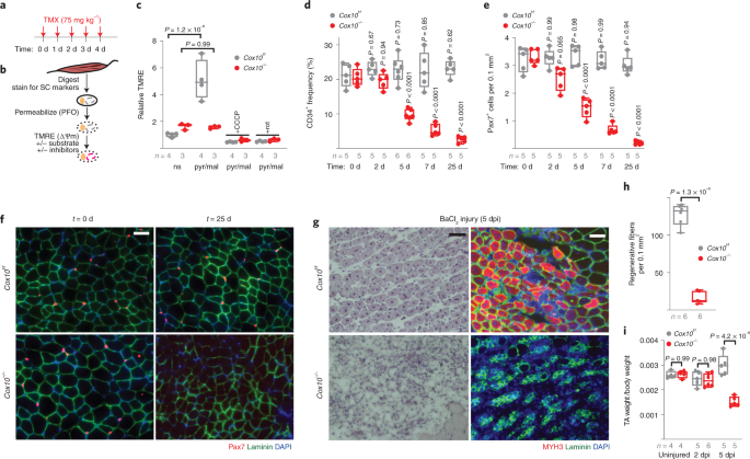 Scinderin promotes fusion of electron transport chain  