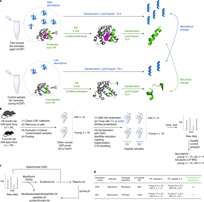 Limited proteolysis–mass spectrometry reveals aging-associated  