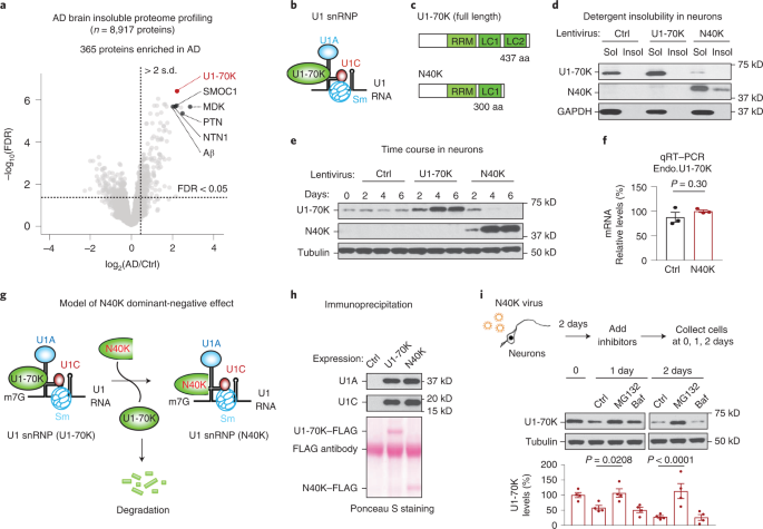 Alzheimer S Disease Associated U1 Snrnp Splicing Dysfunction Causes Neuronal Hyperexcitability And Cognitive Impairment Nature Aging