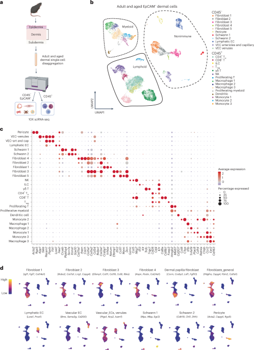 Targeting lymphoid-derived il-17 signaling to delay skin aging