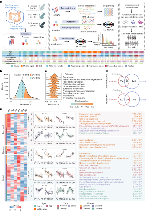 https freetheanimal.com 2014 11 hormesis-missing-glutathione.html Age-, sex- and proximal–distal-resolved multi-omics identifies regulators  of intestinal aging in non-human primates