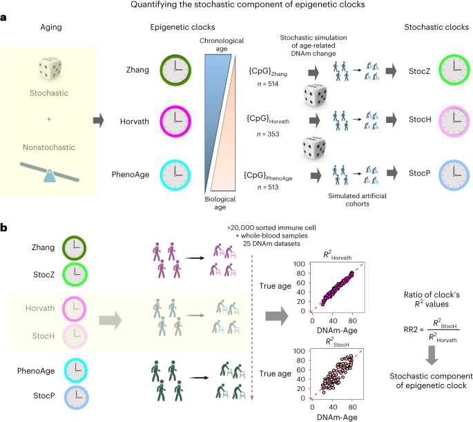 Quantifying the stochastic component of epigenetic aging Nature  