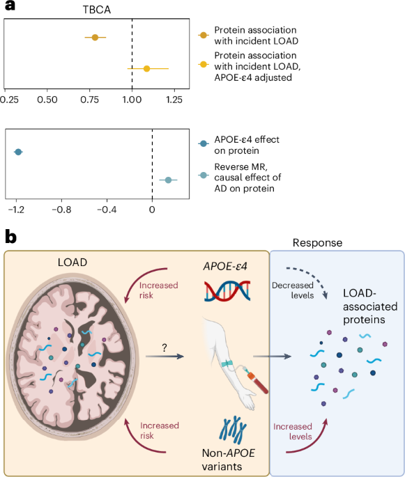 Serum protein patterns are associated with future Alzheimer's disease diagnosis