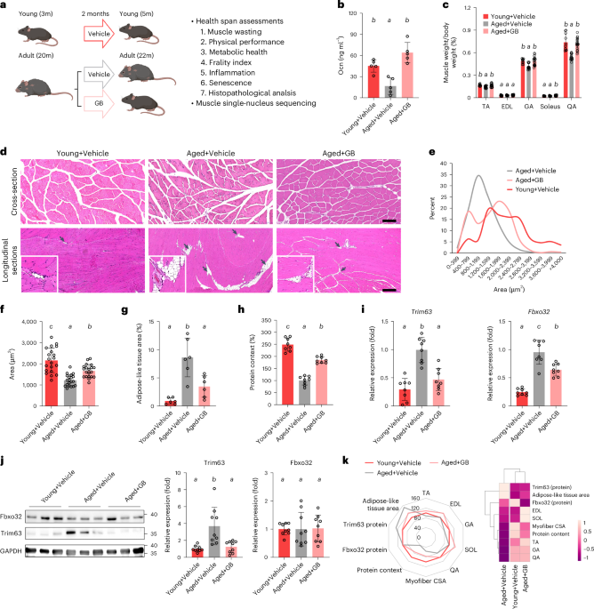 Ginkgolide b increases healthspan and lifespan of female mice