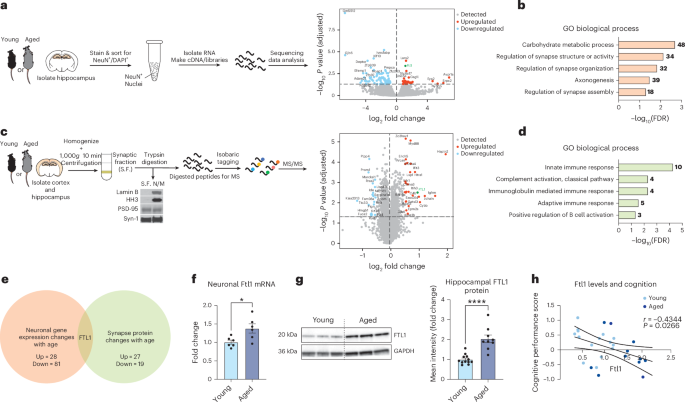 Targeting iron-associated protein Ftl1 in the brain of old mice improves age-related cognitive impairment