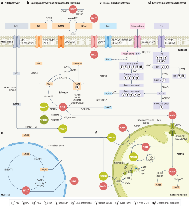 Emerging strategies, applications and challenges of targeting NAD+ in the clinic