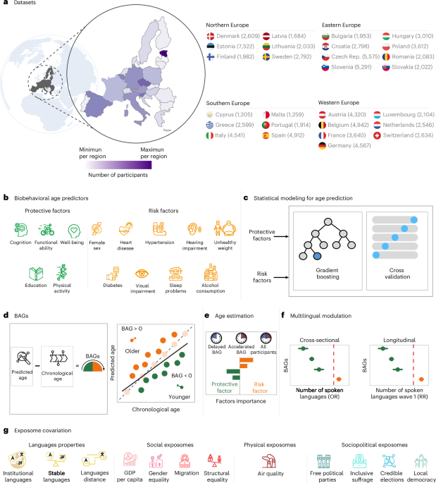 Multilingualism protects against accelerated aging