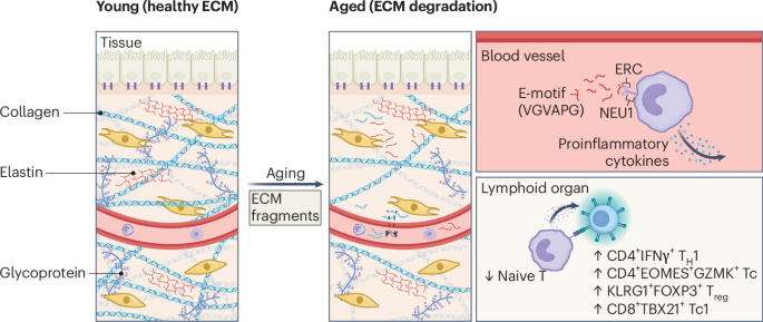 Aging as a Glitch in the Matrix