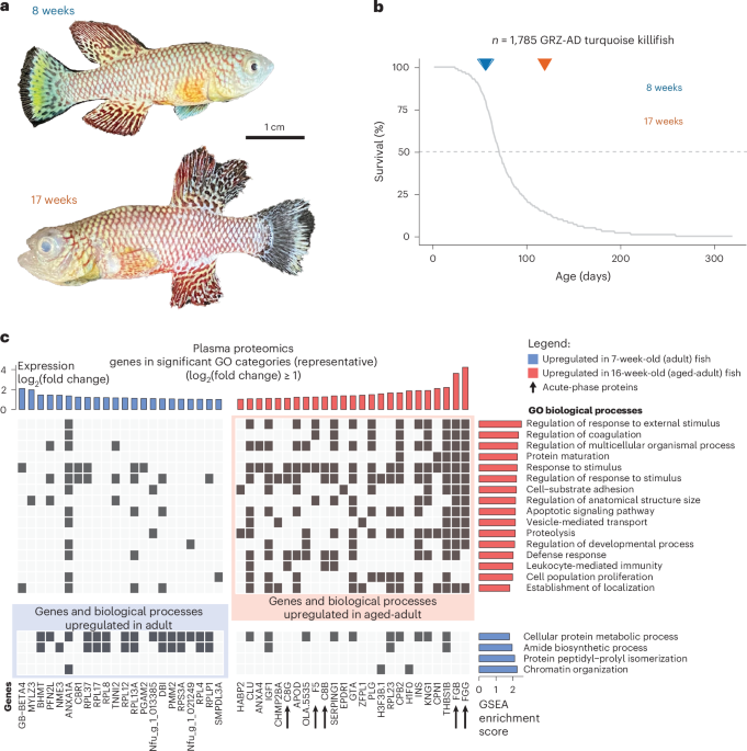 Spontaneous aging-associated inflammation and genome instability in the immune system of turquoise killifish