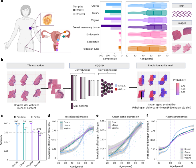 Multimodal data analysis reveals asynchronous aging dynamics across female reproductive organs - Nature Aging
