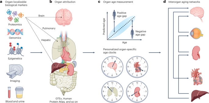 Universal Hallmarks of Aging Across Mammalian Species