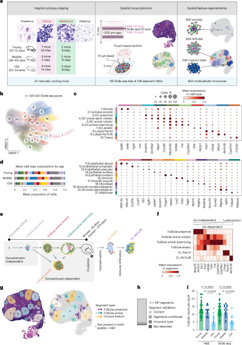 Aging disrupts spatiotemporal coordination in the cycling murine