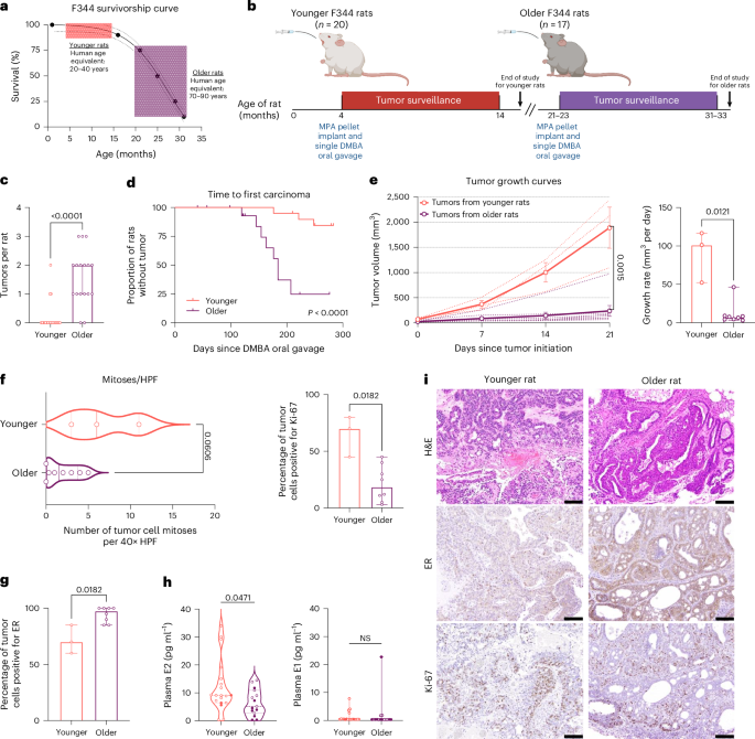 Systemic and local chronic inflammation and hormone disposition promote a tumor-permissive environment for breast cancer in older women - Nature Aging