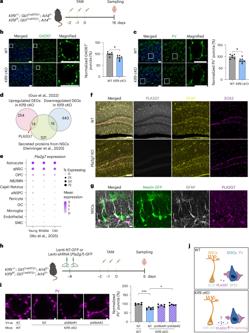 Suppressing neural stem cell PLA2G7 restores inhibitory circuit function and improves cognition in aging mice