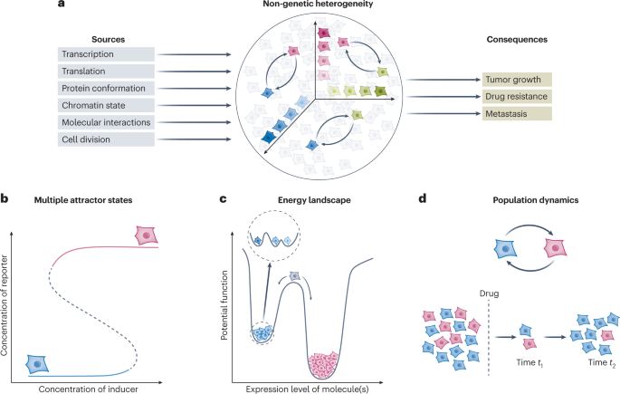 Unraveling non-genetic heterogeneity in cancer with dynamical models and computational tools