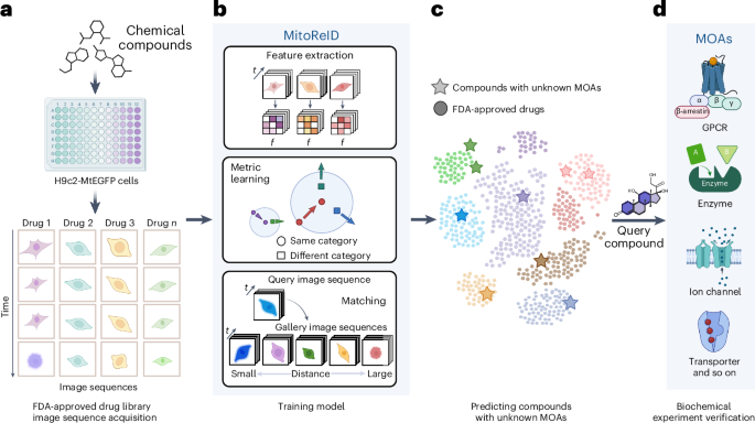 AI-recognized mitochondrial phenotype enables identification of drug ...
