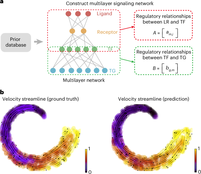 Mapping cell–cell communication networks onto cell-state transition ...