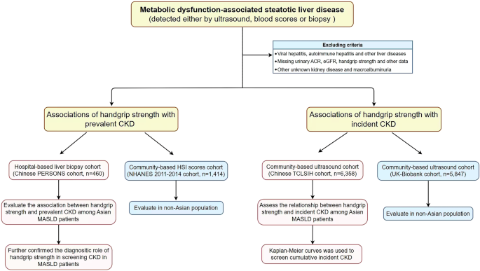 Associations between skeletal muscle strength and chronic kidney disease in patients with MASLD Associations between skeletal muscle strength and chronic kidney disease in patients with MASLD