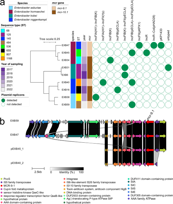 Dissemination dynamics of colistin resistance genes mcr-9 and mcr-10 across diverse Inc plasmid backbones