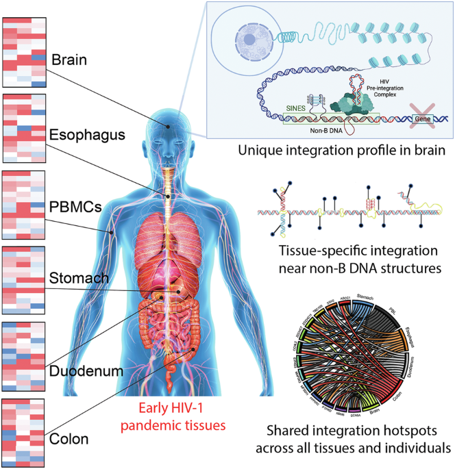 Early pandemic HIV-1 integration site preferences differ across anatomical sites