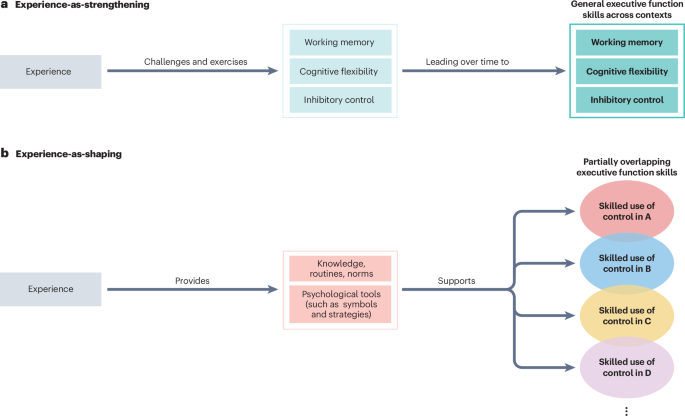 Understanding how experience supports the development of executive function skills
