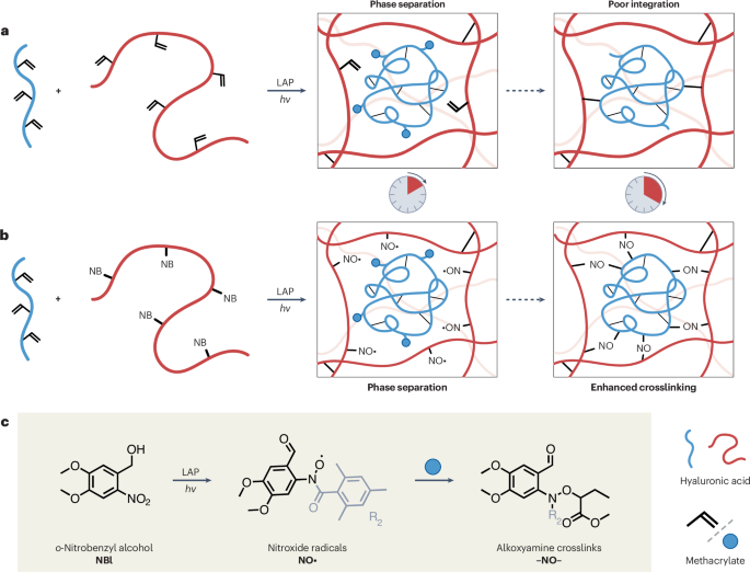 In situ nanoscale reinforcement strengthens polymer gels - Nature Synthesis