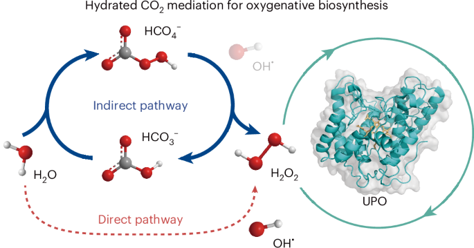 Hydrated CO2-mediated redox chemistry for biophotoelectrocatalytic oxyfunctionalization of C–H bonds - Nature Synthesis