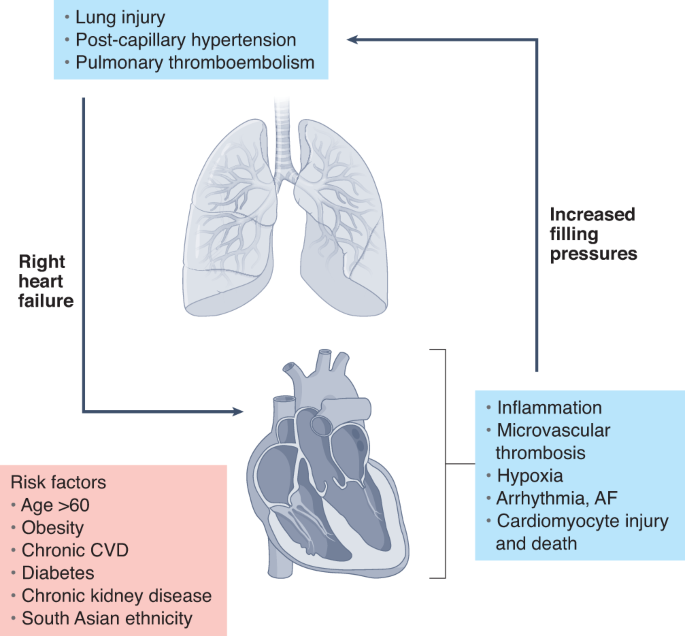 Widespread myocardial dysfunction in COVID-19 patients detected by