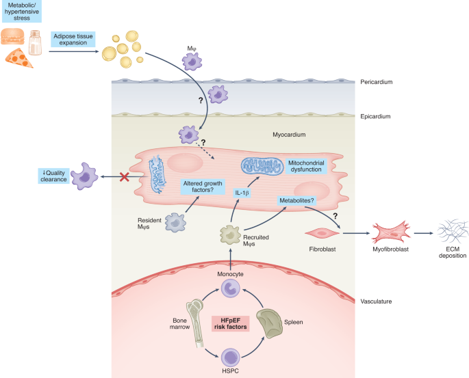 Physiogenex and Cardiomedex to present a new diabetic NASH HFpEF