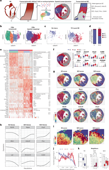 Single-cell and spatial transcriptomics of the infarcted heart define ...