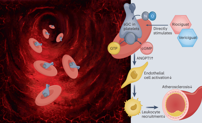 Soluble guanylyl cyclase in platelets keeps atherosclerosis at bay