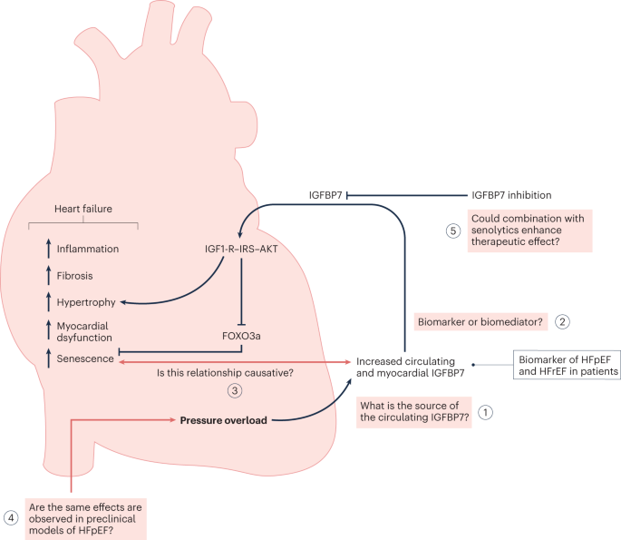 Igfbp7 on the road to heart failure: driver or passenger?