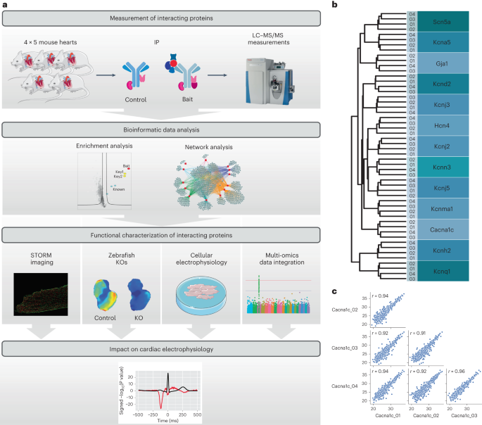 Outlining cardiac ion channel protein interactors and their signature in the ...