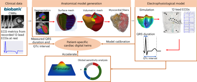 Developing cardiac digital twin populations powered by machine learning provides electrophysiological insights in conduction and repolarization