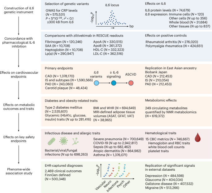 IL6 genetic perturbation mimicking IL-6 inhibition is associated with lower cardiometabolic risk