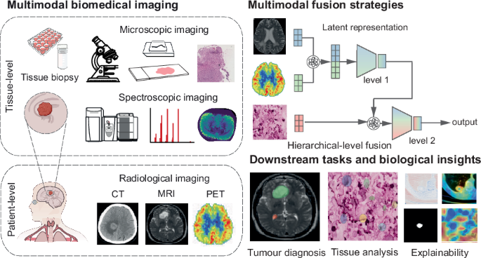 Bridging modalities with AI: a review of AI advances in multimodal biomedical imaging - Communications Engineering