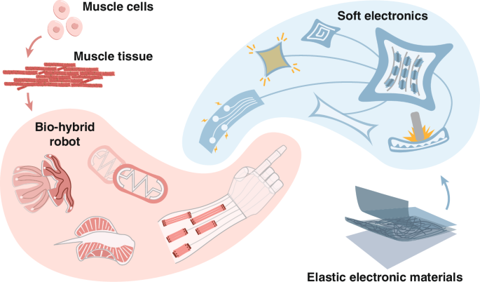 Biohybrid robots evolutionized by soft electronics - npj Robotics